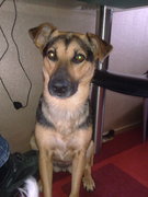 honden foto van Bianca