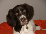 honden foto van Christel met Guus & Floor