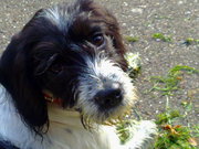 honden foto honden foto van Petra