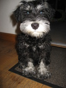 honden foto van Patrick