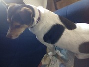 honden foto honden foto van Daisy&Joe