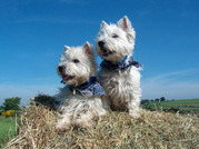 honden foto van Dolce & Enya