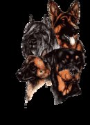 honden foto honden foto van Thomas