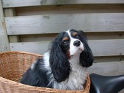 honden foto van Charlie