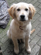 honden foto honden foto van sietske
