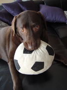 honden foto van Tom & Laika