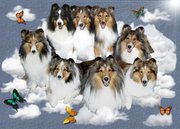 honden foto van marjon