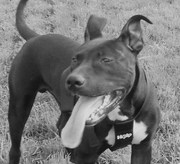 honden foto van unforgiven87