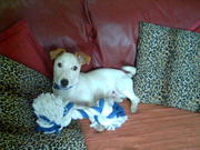 honden foto van dollemina42