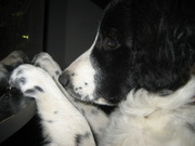 honden foto van Ellen