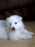 honden foto van Robert