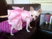 honden foto van Prins Syan-Issa de Eerste, Prins LaChatura Altair en Prinses Imgracia Samayra