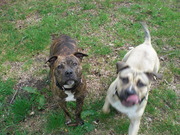 honden foto van Jalien