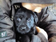 honden foto van TAmara