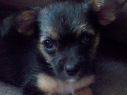 honden foto van Michelle & Senna & Peach