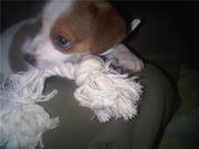 honden foto van Jessica