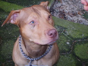 honden foto van kelly