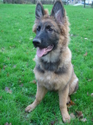 honden foto van Cynthia