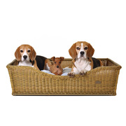 honden foto honden foto van Britt