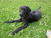 honden foto van Anita & Fynn