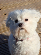 honden foto van patricia