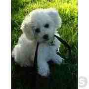 honden foto van Anita Bleeker