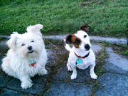 honden foto van sigrid