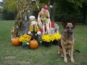 honden foto van Puck