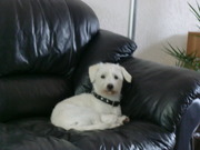 honden foto van Sharon & Princess