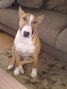 honden foto van Bianca Derksen