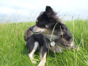 honden foto honden foto van marloes & diego