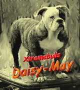 honden foto van BullsBrothers