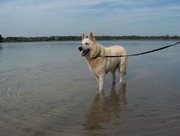 honden foto honden foto van Nadinee