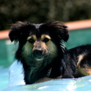 honden foto van Elien & Ticko