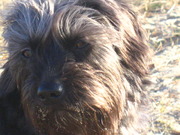 honden foto van Brigitte 