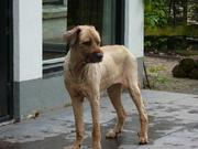 honden foto van Marco