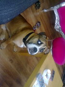 honden foto van Marloes