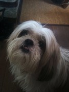 honden foto van lia doomen