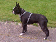 honden foto van Patricia&Dyéngo