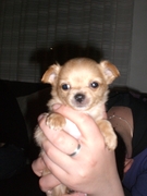 honden foto van Edith de Ruiter