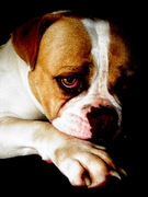 honden foto van Louna * Coco * Sarah