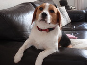 honden foto van carla leidekker