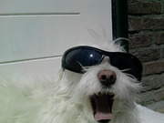 honden foto van suzanne