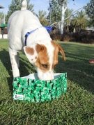 honden foto van ilana