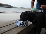 honden foto van iris