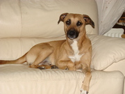 honden foto honden foto van Anita