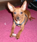 honden foto van skippy