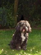 honden foto van Danielle