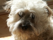 honden foto van Helene Versluijs