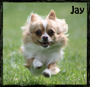honden foto van Joyce&Jay